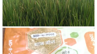 हाई रिच सीड्स