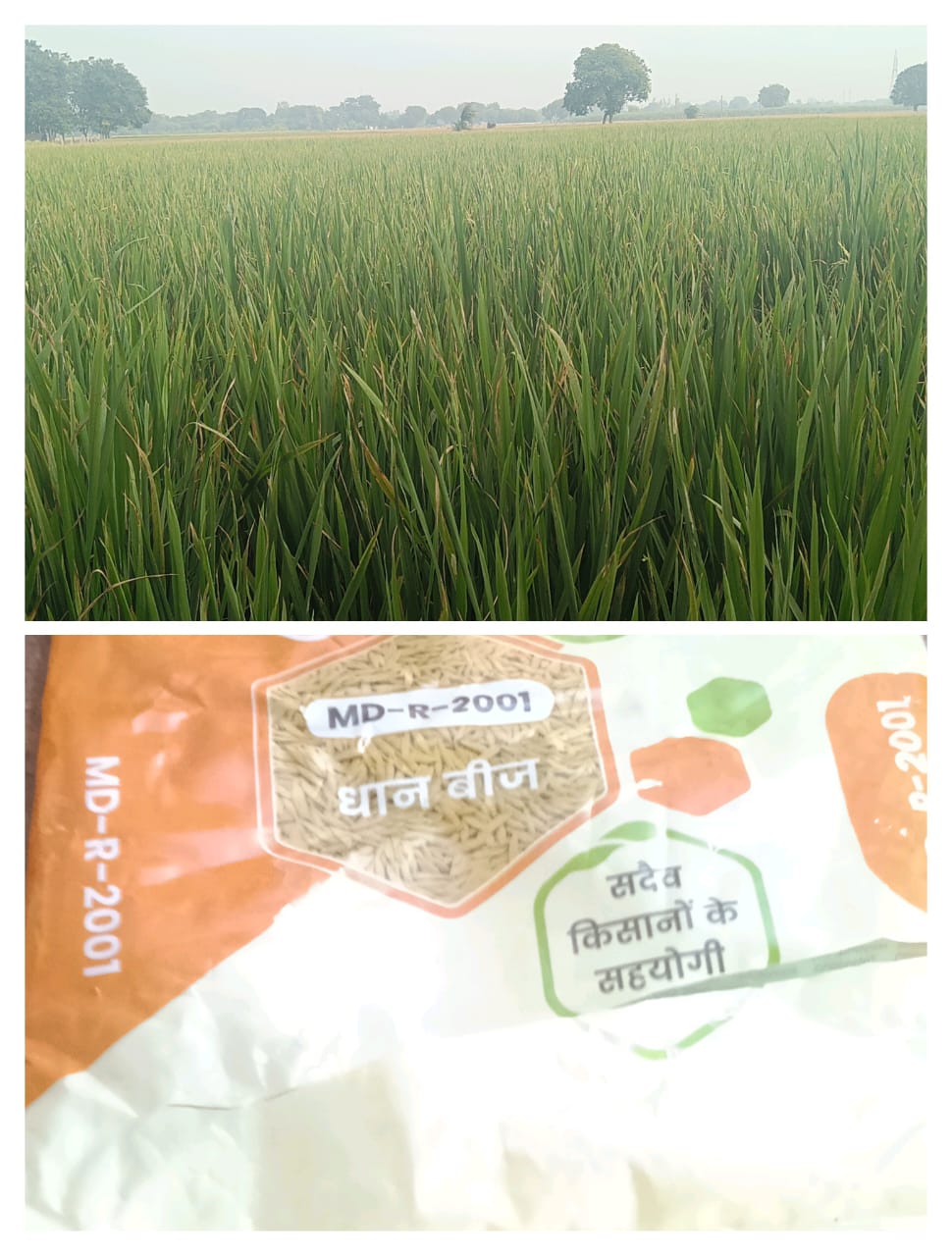 हाई रिच सीड्स