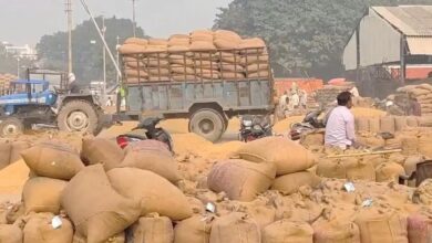 Clouds of crisis loom over Basmati farmers