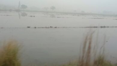 नहर विभाग की लापरवाही