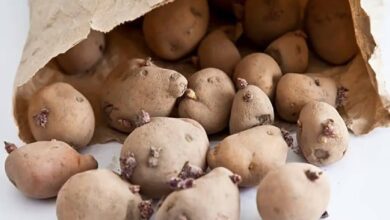 Potato Side Effects