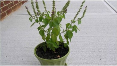 Tulsi Lakshmi Vastu Tips