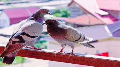 remove pigeons from balconies