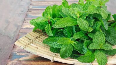 health benefits of mint