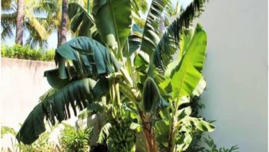 Vastu Plants Rules