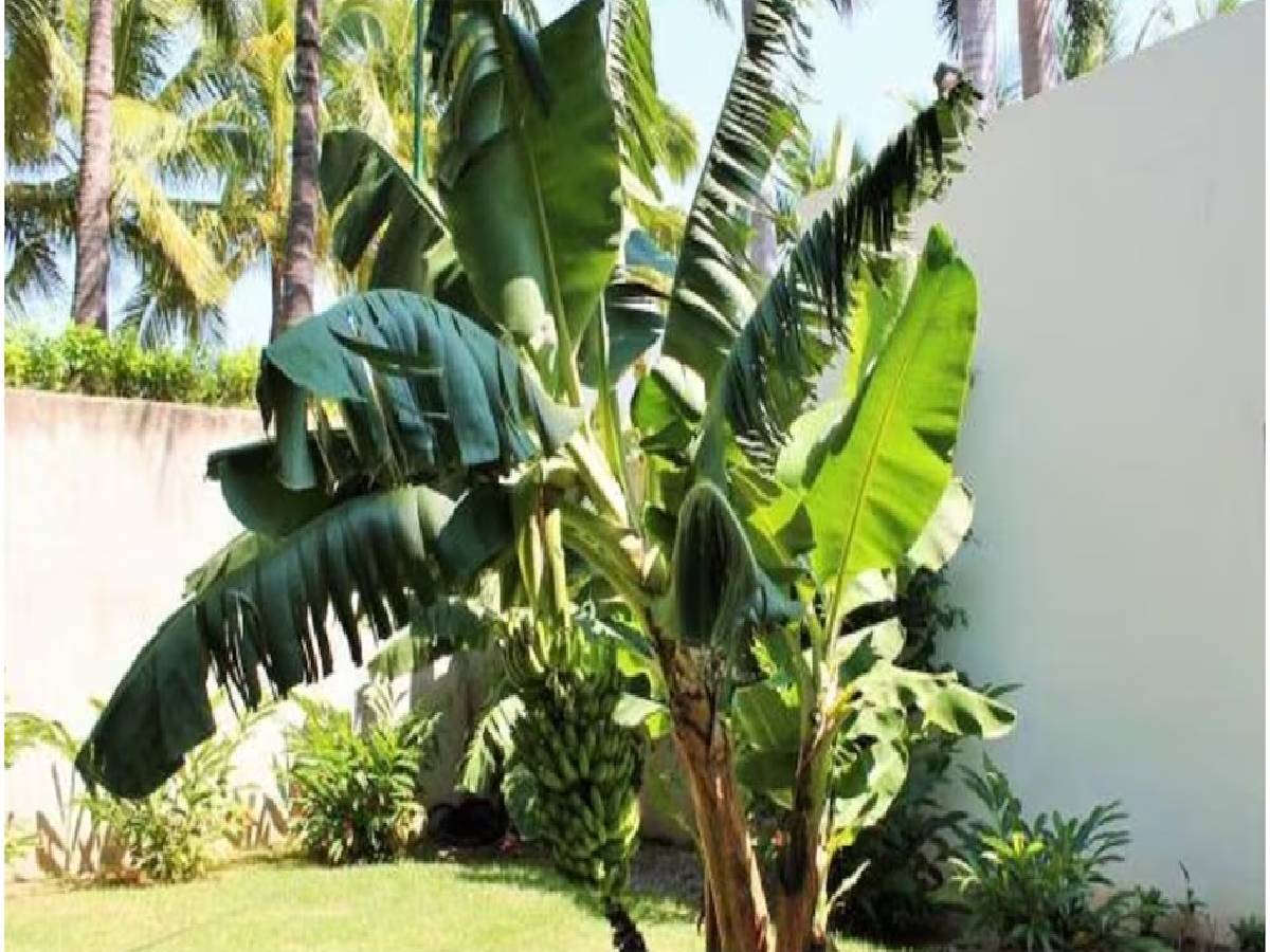 Vastu Plants Rules