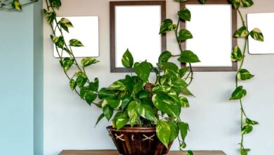 Money Plant Vastu Tips