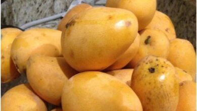 mango side effects