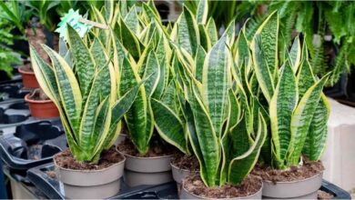Anti-snake plants Vastu
