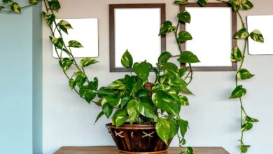 Money Plant Benefits