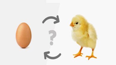 chicken or egg what came first