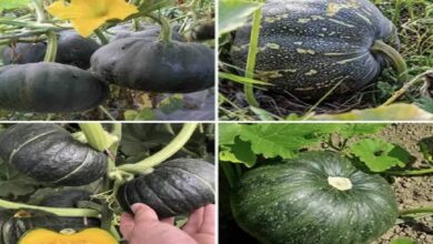 Desi vs Hybrid Pumpkin