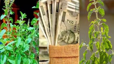 Tulsi Vastu Tips
