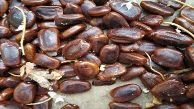 Benefits of tamarind