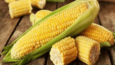 Benefits Of Eating Corn in Hindi