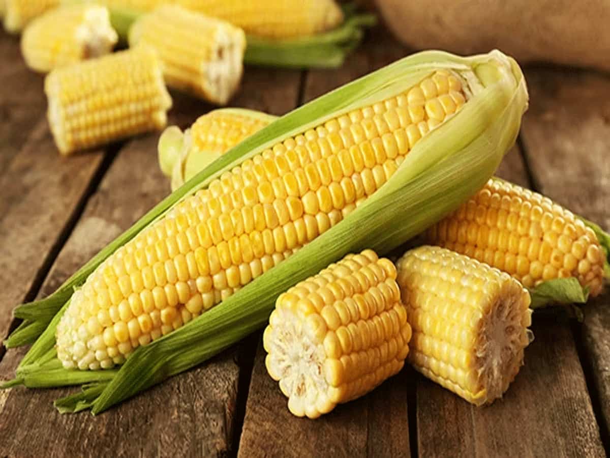 Benefits Of Eating Corn in Hindi