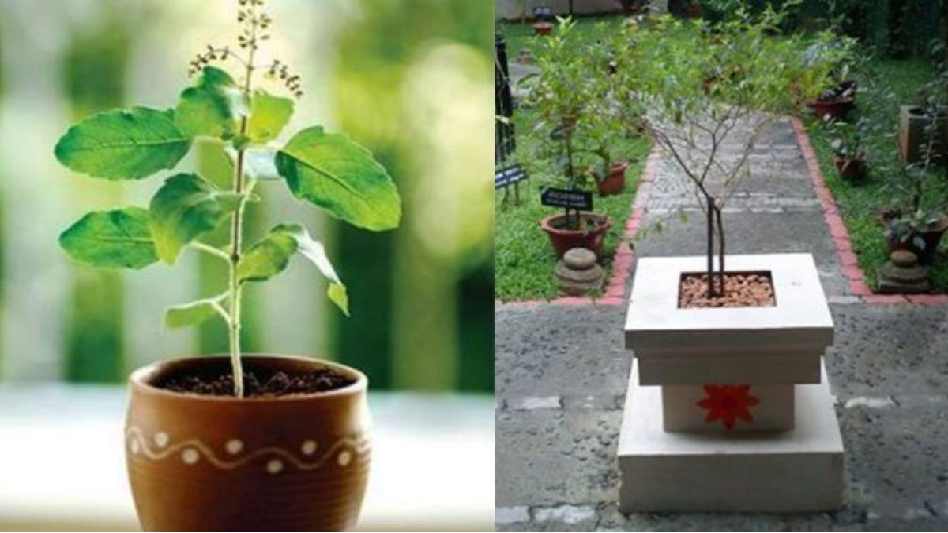 Tulsi plant vastu tips