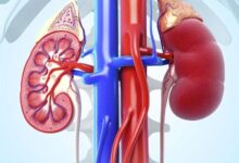 foods for kidney health