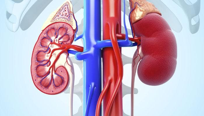 foods for kidney health
