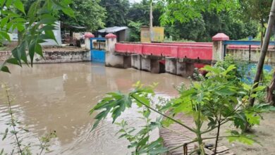 नहर में फंसा मृत गौवंश: दुर्गंध से परेशान