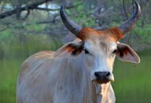 Desi Cow Scheme