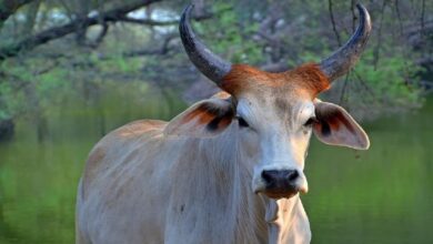 Desi Cow Scheme