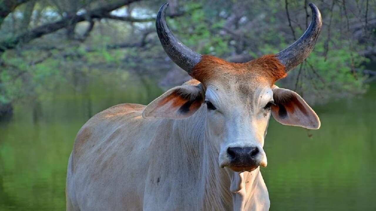 Desi Cow Scheme