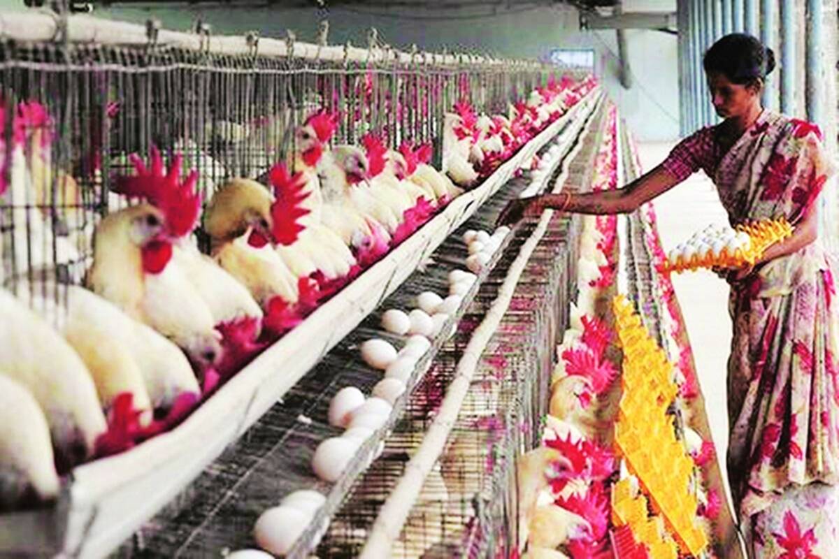 Photo of बर्ड फ्लू ने पॉल्ट्री इंडस्ट्री को दिया तगड़ा झटका, उत्तर भारत में चिकन मार्केट को हुआ काफी नुकसान