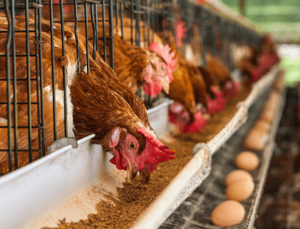 Photo of देश में फैले BIRD FLU ने चिकन और एग कंपनियों को दिया तगड़ा झटका, रेट में हुई इतने फीसदी की गिरावट