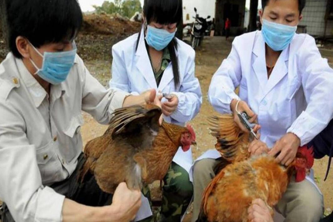 Photo of दुनिया के लिए एक और नई बीमारी लाया चीन! H10N3 बर्ड फ्लू से पहली बार संक्रमित हुआ एक इंसान…