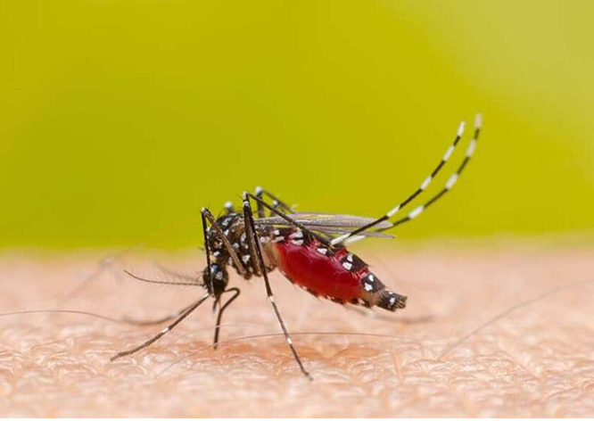 Photo of डेंगू के मामले बढ़कर 8,000 के पार, जानिये क्या है अब तक के अधिक मरीजों की संख्या
