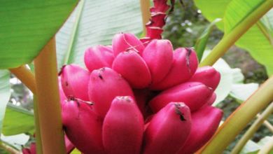 Photo of Red Banana Benefits: किडनी के स्टोन को ही नहीं डायबिटीज भी करता है कंट्रोल, जानिये लाल केला के फायदे