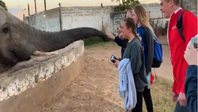 Photo of फोटो क्लिक कर रही लड़की को हाथी ने मारा थप्पड़, देखें वायरल वीडियो