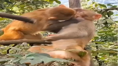 Photo of बंदर ने फिल्मी स्टाइल में किया अपनी प्रेमिका को किस, देखें वायरल वीडियो
