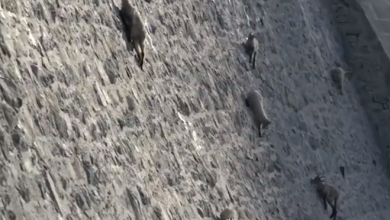 Photo of डैम की सीधी दीवार पर दौड़ती दिखी बकरियां, देखें वायरल वीडियो