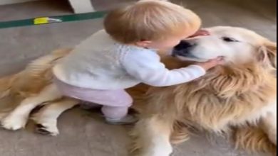Photo of कुत्ते को गले लगाते बच्चे का क्यूट वीडियो वायरल…
