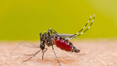 Photo of उत्तराखंड: पहाड़ों पर भी डेंगू ने पसारे पैर, स्वास्थ्य टीम ने लिए 12 लोगों को सैंपल