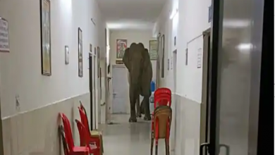 Photo of अस्पताल में घुसे दो हाथी, देखें ये वायरल फोटो