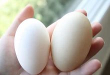 Photo of अंडे के सेवन से मिलेंगे चौंका देने वाले फायदे, जानकारी के लिये पढ़े पूरी खबर