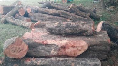 Photo of Raibarely News: बालाजी सरकार मंदिर परिसर में देर रात गिराई गई हरी लकड़ी, क्षेत्र में चर्चा का विषय