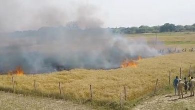 Photo of Raibarely News: गेहूं के खेत में अज्ञात कारणों से लगी आग लगभग 5 बीघा फसल जलकर राख
