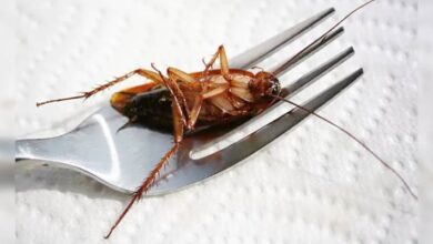 Cockroach in chicken biryani
