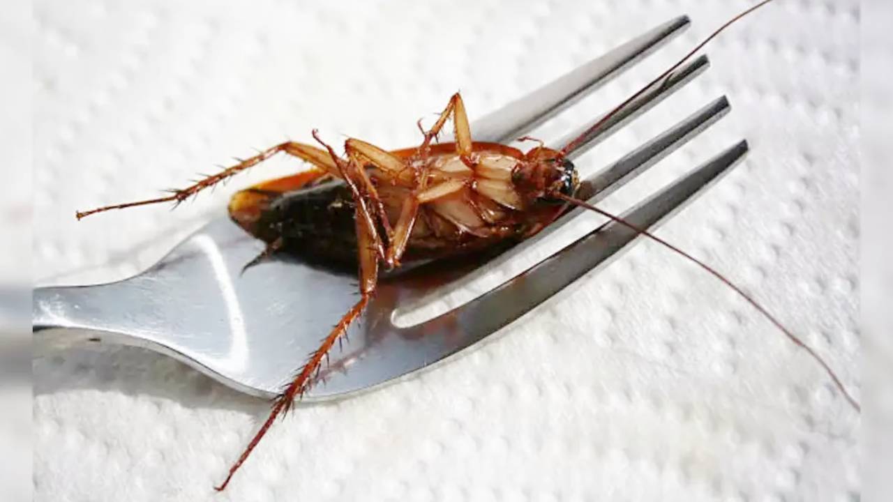 Cockroach in chicken biryani