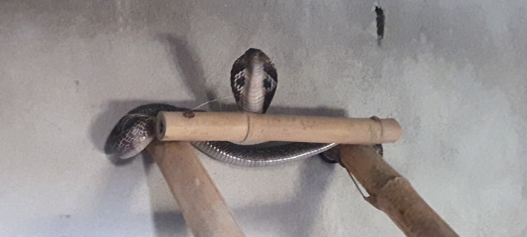काला कोबरा