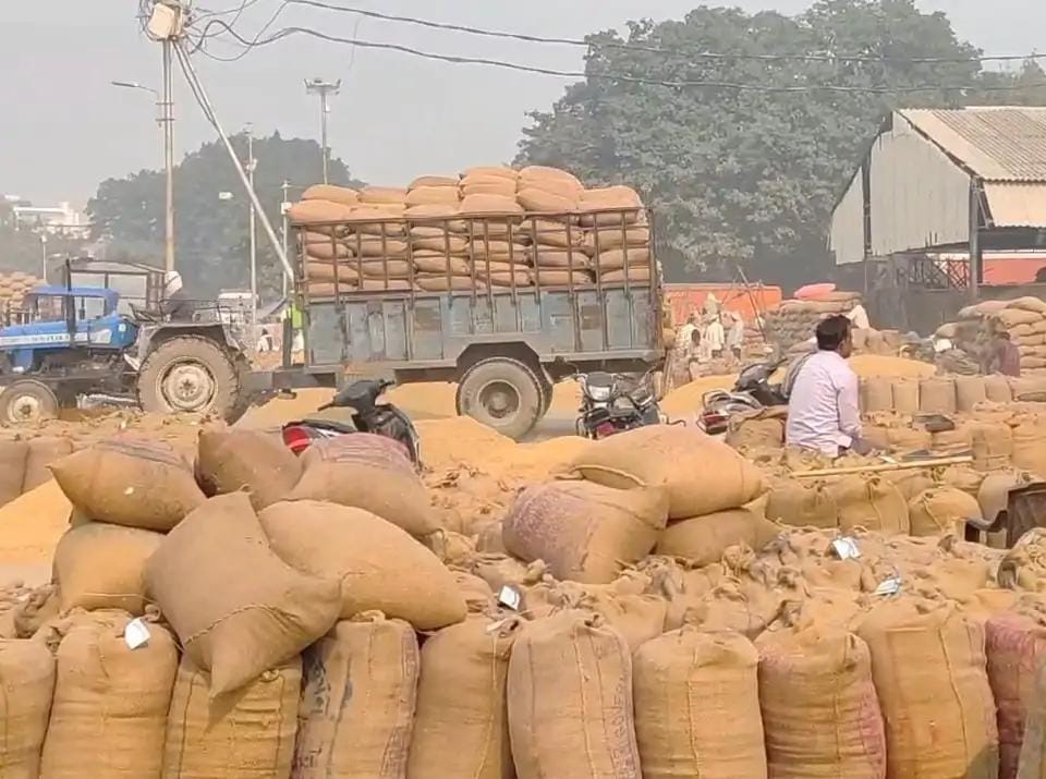 Clouds of crisis loom over Basmati farmers