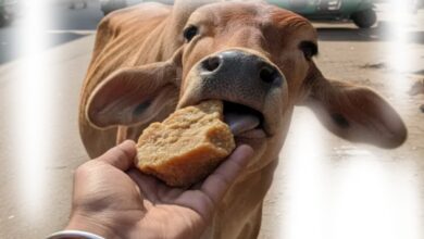 feeding jaggery to cows benefits