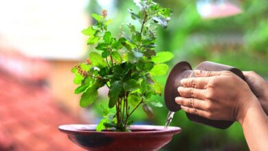 Tulsi plant