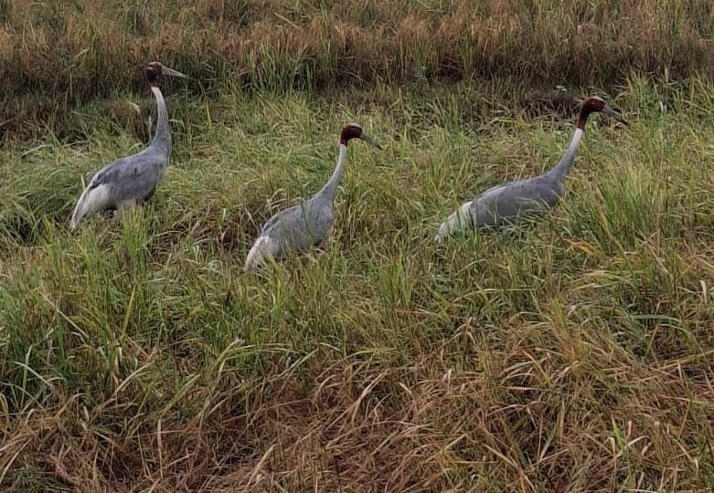 धान के खेत में दिखे तीन सारस