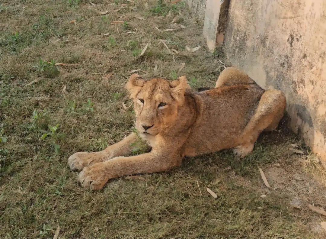 बब्बर शेरनी जया