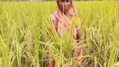 Indian rice in World